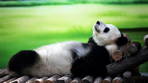 Panda Relaxing On Chair Hd Wallpaper Background Image 1920x1080