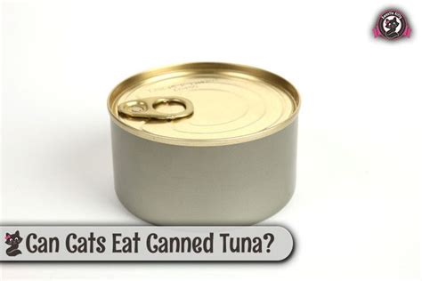 There should also be free access to fresh water for their mother and kittens will. Can Cats Eat Canned Tuna? | What cats can eat, Canned, Cat ...