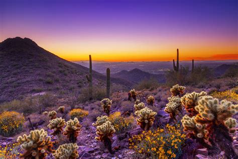 Wer Wüste Mit Hitze Und Leere Verbindet Der Kennt Die Sonora Wüste In