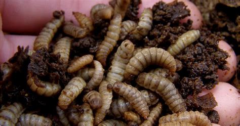 Yuck African Entrepreneur To Make Millions From Maggots