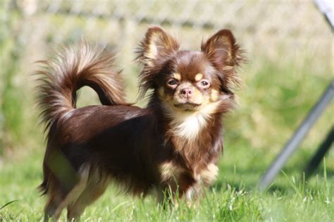 The chihuahua is one of the smallest breeds of dog, and is named after the mexican state of chihuahua. Chihuahuas-of-chihuahua-princess schoko Langhaar