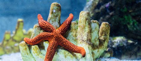 Our Warming Oceans Are Killing The Sea Star Population