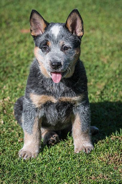 Best Australian Cattle Dog Stock Photos Pictures