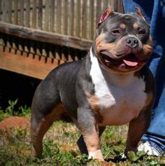 Twt bulls micro bullies & french bulldogs. American bully English bulldog mix EXOTIC BULLY ...