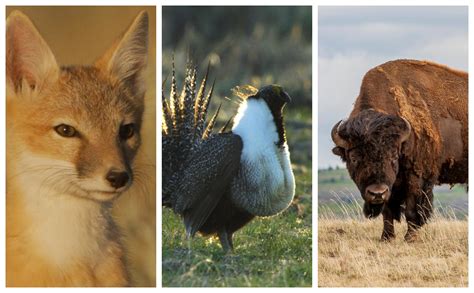 Top 108 Endangered Animals In Temperate Grasslands