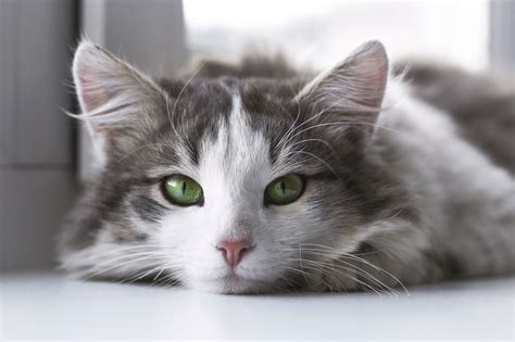 Closeup Photography Of Grey And White Cat Hd Wallpaper Wallpaper Flare