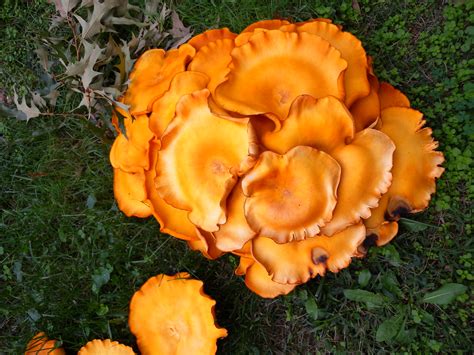 Orange Mushroom Cluster Beginning Of Large Orange Mushroom Flickr