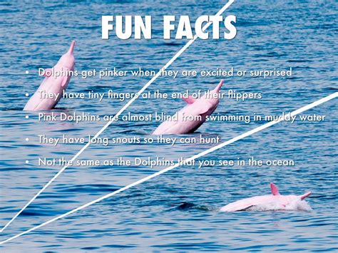 Facts About The Pink Dolphin Amazon River Dolphin Qfb66