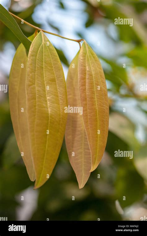 Ceylon Cinnamon Tree Hi Res Stock Photography And Images Alamy
