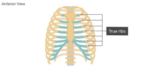The ribs are curved, flat bones which form the majority of the thoracic cage. Rib Cage Anatomy - Anatomy Color Coded Lungs Inside Rib ...