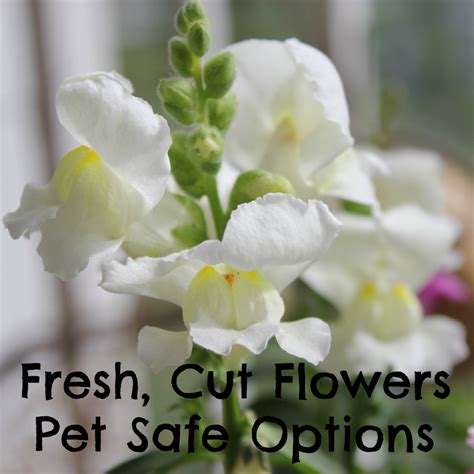 These charming violets thrive in moderate to bright this plant does well in bright light and dry environments. Pet Safe Fresh, Cut Flowers Options