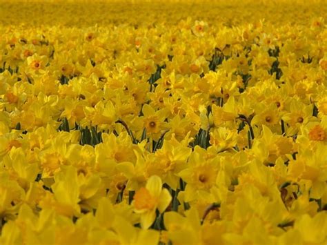 Daffodil Field Narcissus Spring Lake Daffodils Hd Wallpaper Peakpx