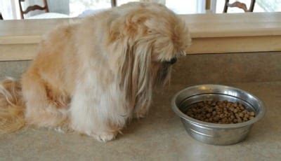 Best dog food for senior shih tzus. 12 Signs That Your Shih Tzu May Have Cancer - Shih Tzu Buzz