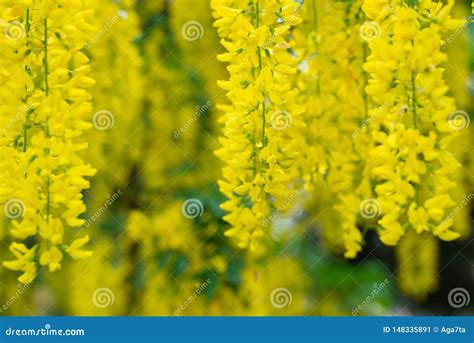 Yellow Laburnum Anagyroidescommon Laburnum Golden Chain Or Golden