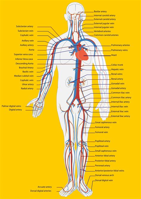 Most human illnesses originate within the gastrointestinal tract. Arteries Of The Body Diagram — UNTPIKAPPS