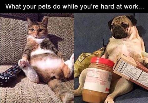 76 hilarious memes guaranteed to make you laugh slicontrol