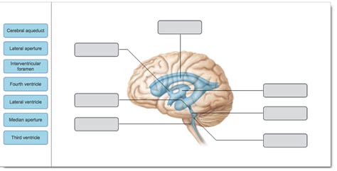 Solved Cerebral Aqueduct Lateral Aperture Interventricular