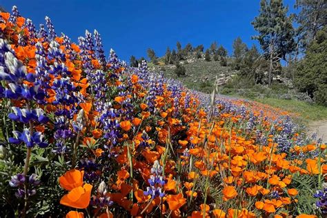 Find The Santa Barbara Wildflower Super Bloom In California San Luis