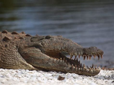 Killer Nile Crocodiles In Florida Experts Say Its Possible
