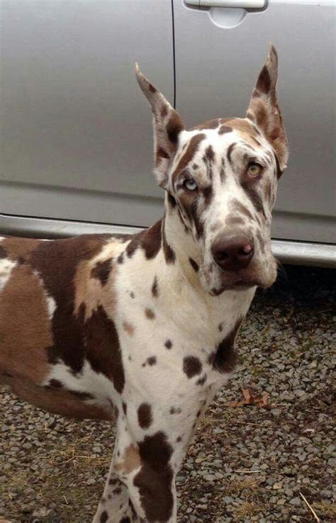 Great dane puppy puppies blue mantle. My Future Baby, Camo | Chocolate Harlequin Great Dane ...