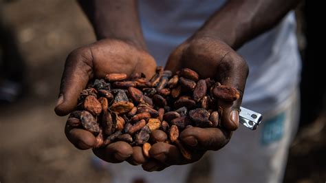 Newsela Senators Call For Ban On Imports Of Cocoa Produced By Forced