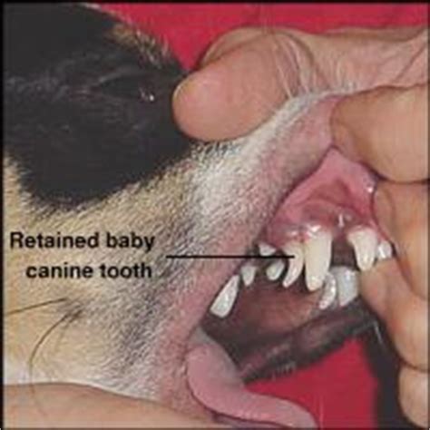 When do puppy baby teeth fall out? My 5 month old puppy has a dark grey canine tooth, up to ...