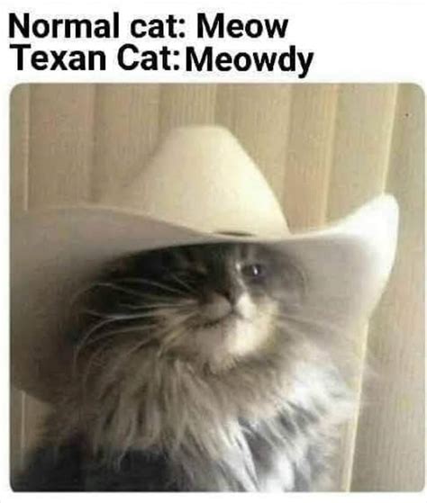 Texas Cat