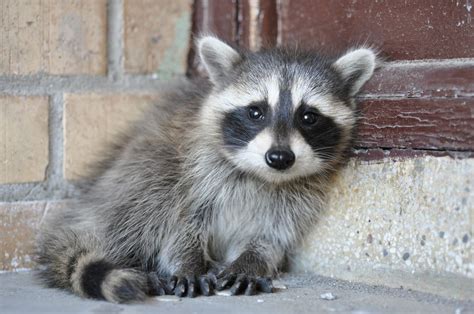 Baby Raccoon Pet Raccoon Baby Raccoon Cute Raccoon