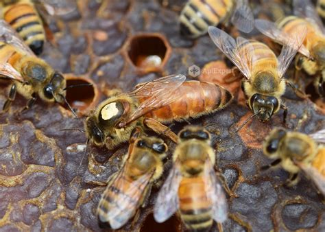 How To Tell What A Queen Bee Looks Like In This Particular Colony