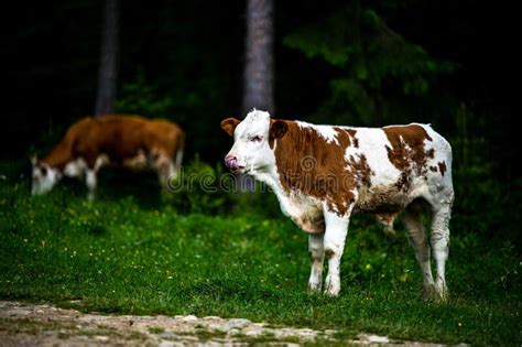 Cows In A Mountain Meadow Rodna Mountains Carpathians Romania Stock