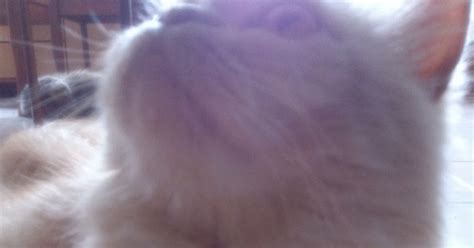 Petua untuk bulu kucing cantik, petua melebatkan bulu kucing, petua tak nak kasi bulu kucing gugur, petua kurangkan bulu kucing. All About Life: Mengatasi masalah bulu kucing mudah gugur?
