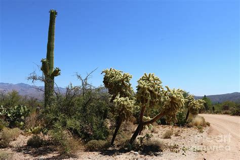 Cacti At The Turn At The Road Photograph By Christiane Schulze Art And
