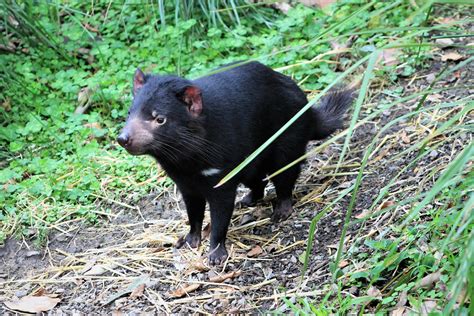 Tasmanian Devil Sarcophilus Harrisii Zoochat