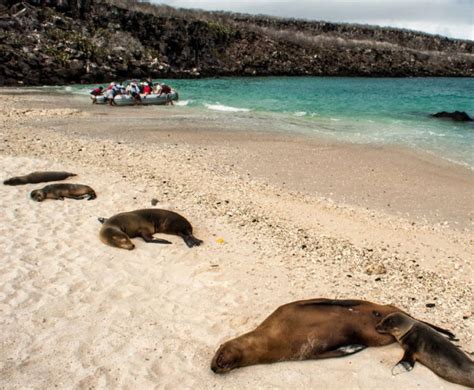 Genovesa Island Information Visit Galapagos