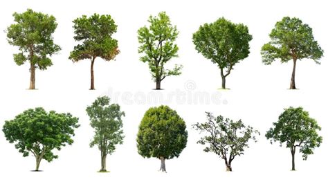 Trees Isolated On White Background Stock Image Image Of Plant Tree