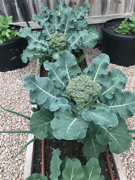 How To Grow Broccoli In Central Texas Lettuce Grow Something