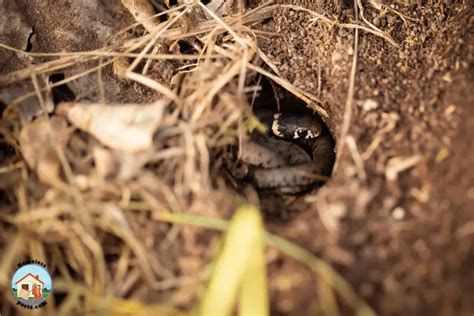 Easy Ways To Identify Snake Holes And What To Do Next Homeless Pests