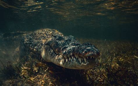 Biggest Saltwater Crocodile Ever Recorded American Oceans