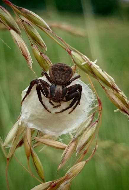 Xysticus Bifasciatus