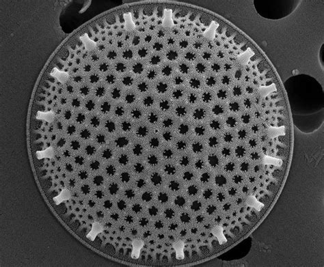 Diatom Diatomaceous Earth Diatomaceous Earth Food Grade Diatom