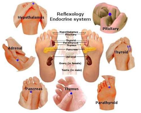 Reflexology Endocrine System Endocrine Reflexology Therapy Supports Normalize Glandular