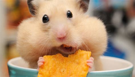 Animal Hamster Hd Wallpaper By Disgruntledbaker1