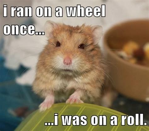 40 Very Funny Hamster Meme Images And Pictures