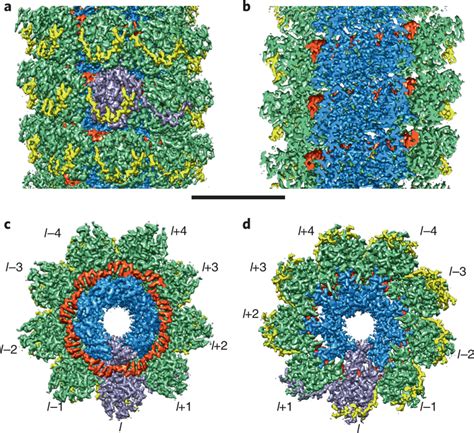 Cryo Em Structure Of Pvx Virus At Near Atomic Resolution Ab Surface