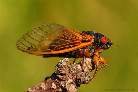 Periodic Cicada Or Magicicada Does God Exist Today