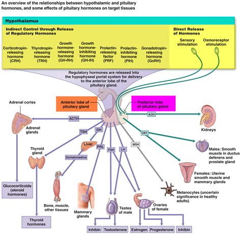 Endocrine System Hormones And Functions