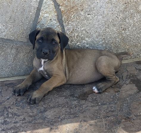 Cane Corso Puppies For Sale Riverside County Ca 336685