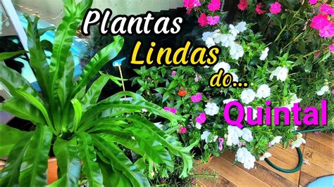 Rotina Cuidando Das Plantas Lindas Do Quintal De Casa Youtube