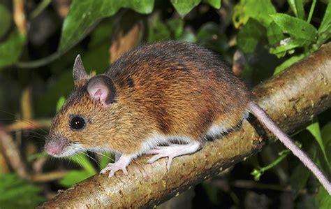 White Footed Mice Identification And Prevention Connecticut Pest