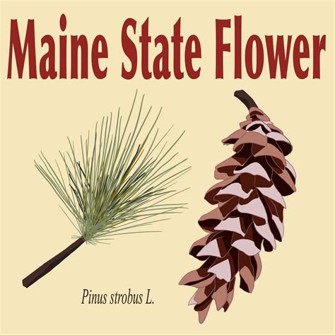 Did You Know These Facts About Maine State Symbols And Flag